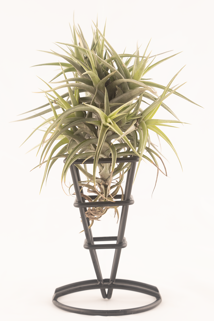Tillandsia, Air Plant, Solid Black, Geometric, Iron Stand, Home Decor, Indoor Plants, Botanical, Modern, Minimalist