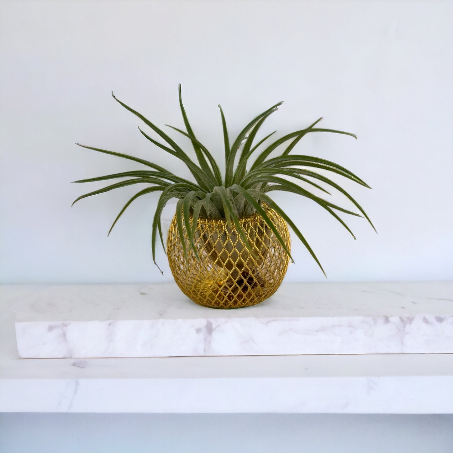 Tillandsia Air Plant nestled within a sleek brass holder, creating a minimalist and stylish display.