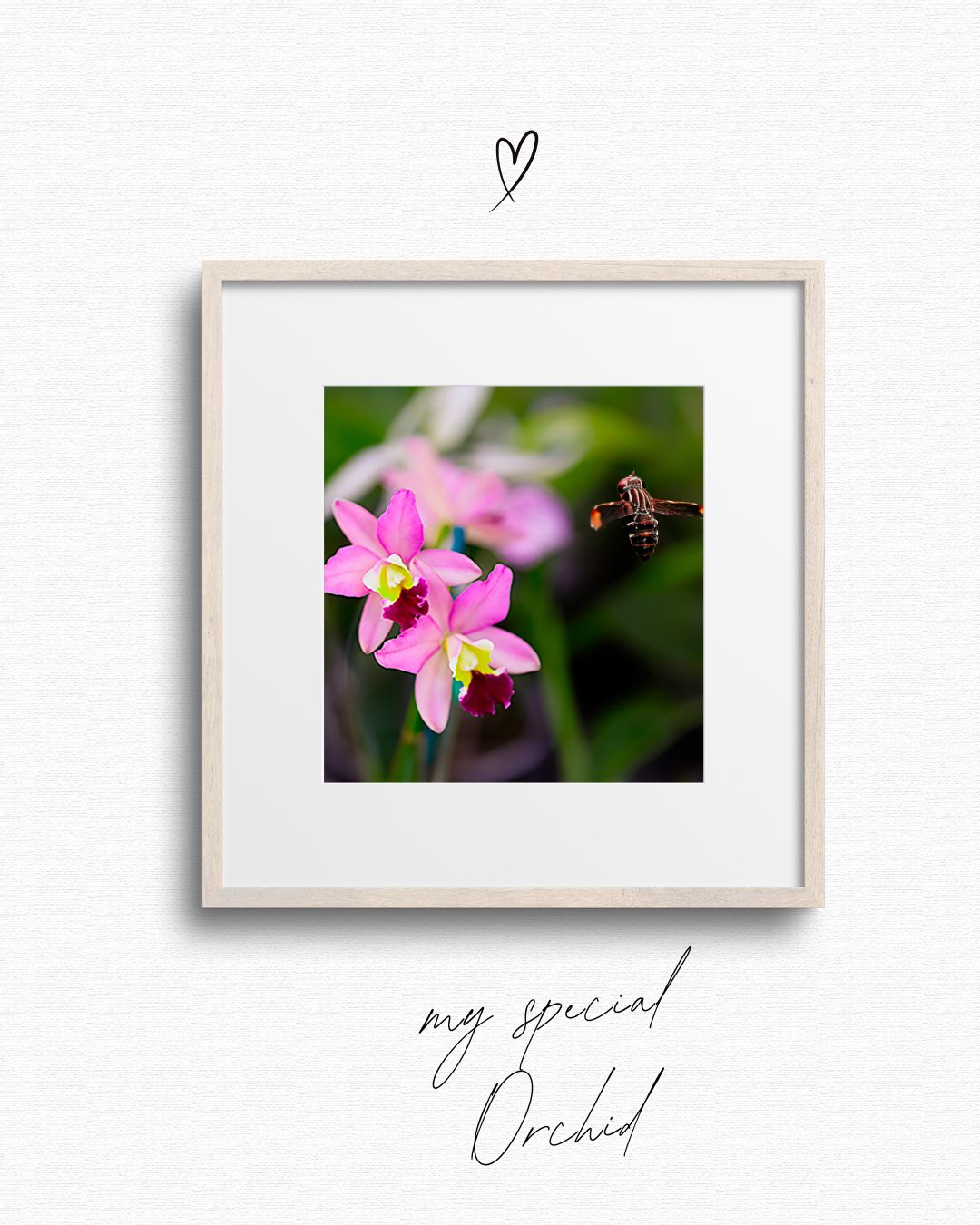 Framed photograph of pink orchids with a bee on a white wall.
