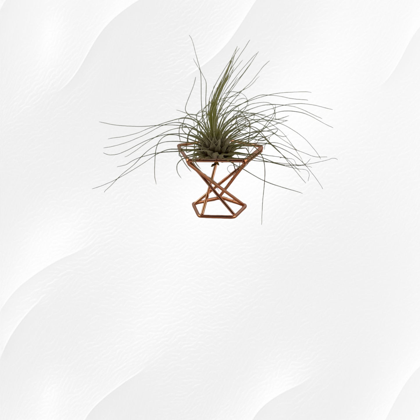 Tillandsia Argentea Thin Air Plant on Copper Stand
