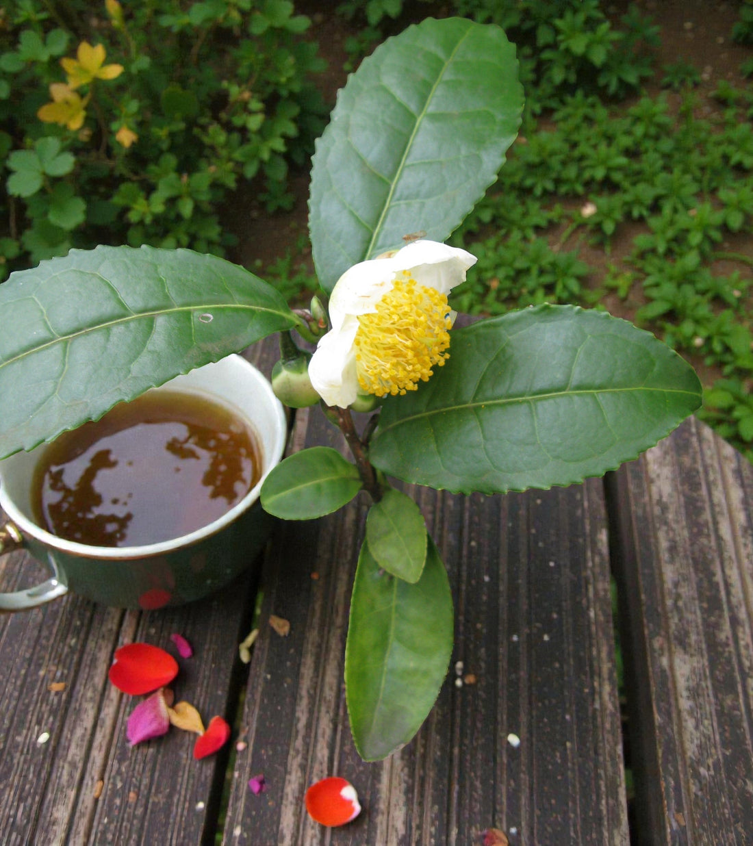 One Plant, Many Teas: How to Grow and Make Tea in Zone 7
