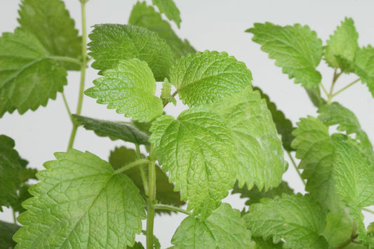 Why Lemon Balm Is Good for You — and Why Glass Matters When Brewing It
