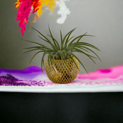 Tillandsia Air Plant nestled within a sleek brass holder, creating a minimalist and stylish display.