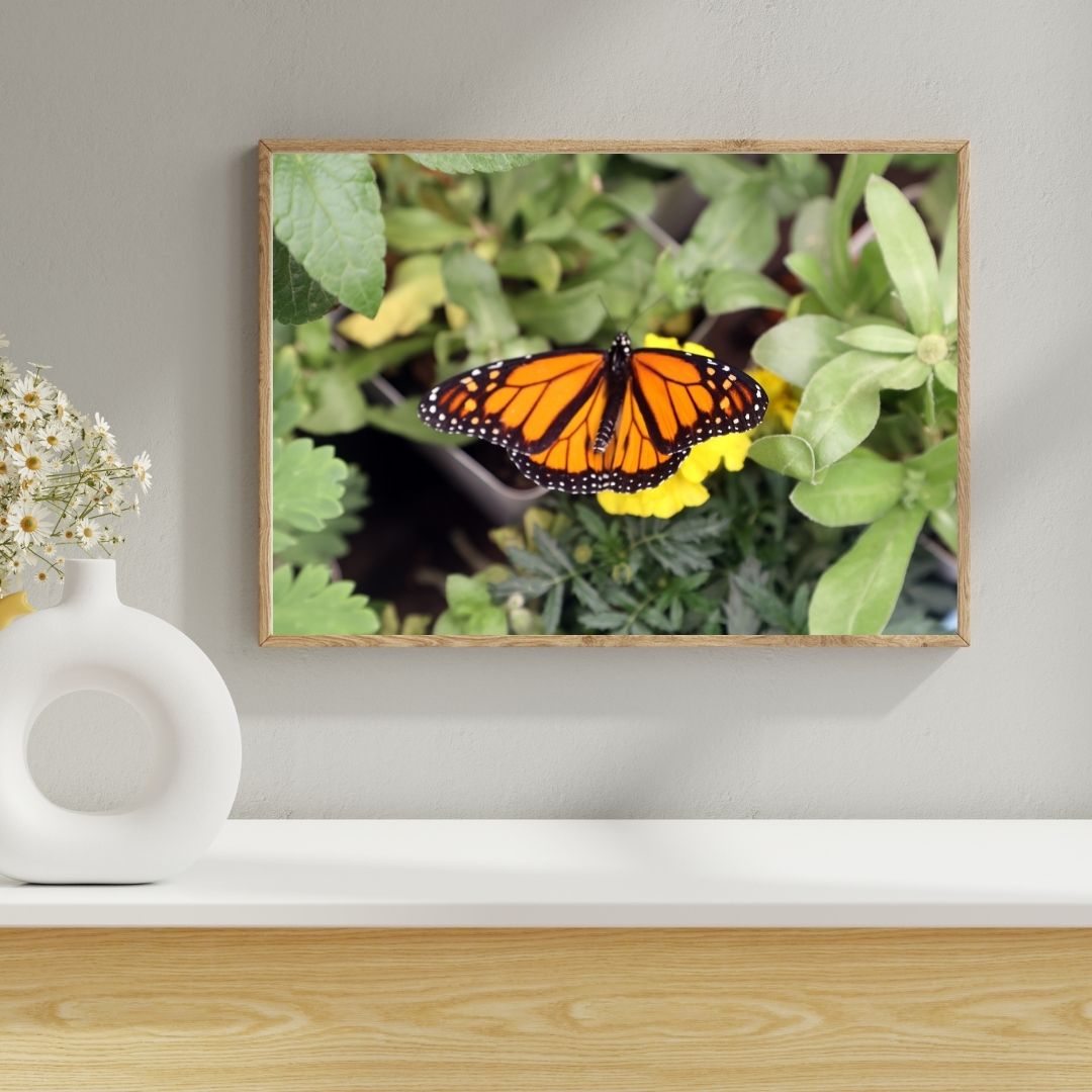 Name
Alt text


Suggestion
Framed picture of a butterfly on a plant with a white vase and flowers on a wooden surface.