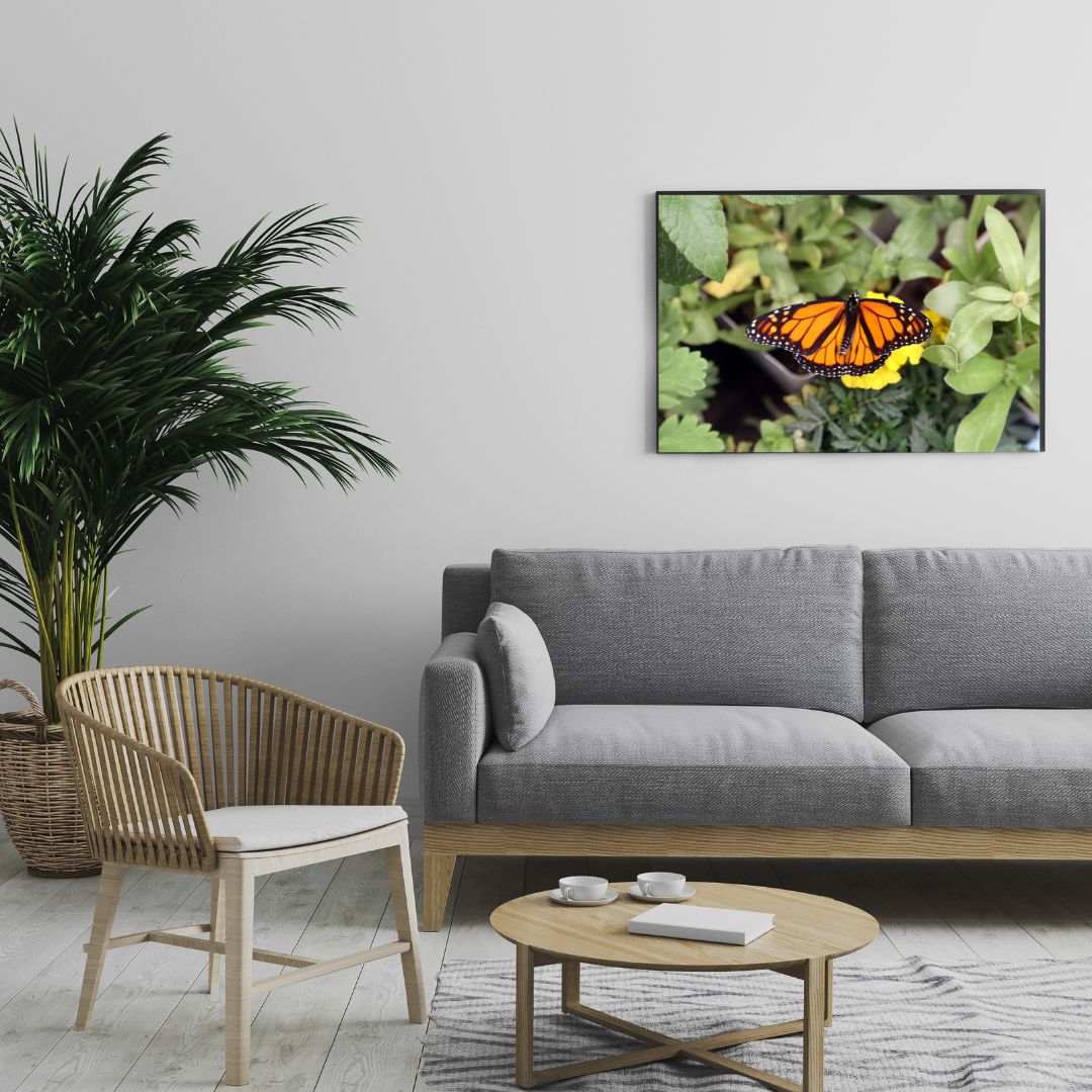 Monarch Butterfly Hovering Over a Yellow Marigold -- Digital Downloadable & Printable