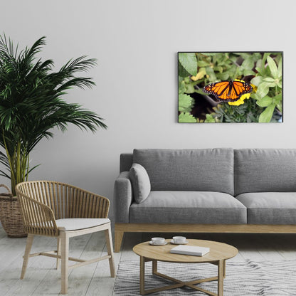 Monarch Butterfly Hovering Over a Yellow Marigold -- Digital Downloadable & Printable