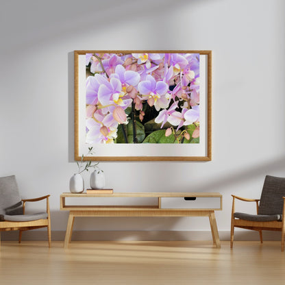 Moth Orchid (Phalaenopsis amabilis)-- Digital Downloadable & Printable