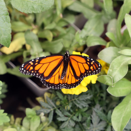 Monarch Butterfly Hovering Over a Yellow Marigold -- Digital Downloadable & Printable