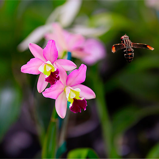 Pink orchid with a bee hovering above it against a blurred green background