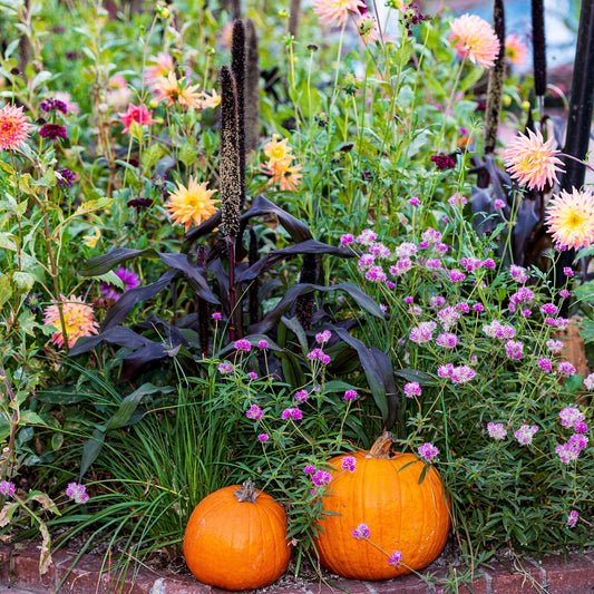 Pumpkins in the Garden -- Digital Downloadable & Printable