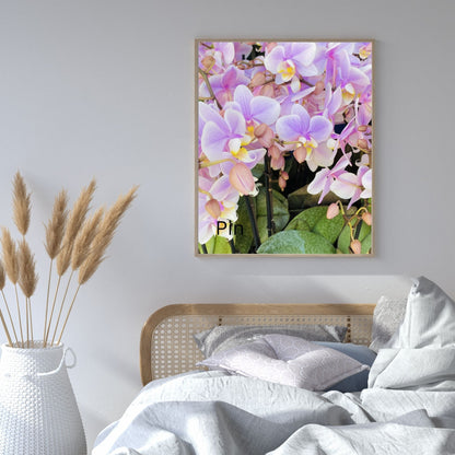 Moth Orchid (Phalaenopsis amabilis)-- Digital Downloadable & Printable