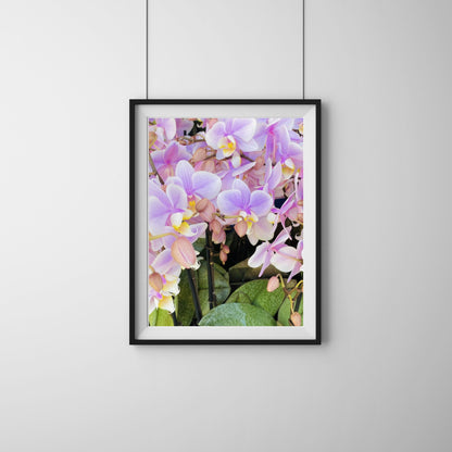 Moth Orchid (Phalaenopsis amabilis)-- Digital Downloadable & Printable