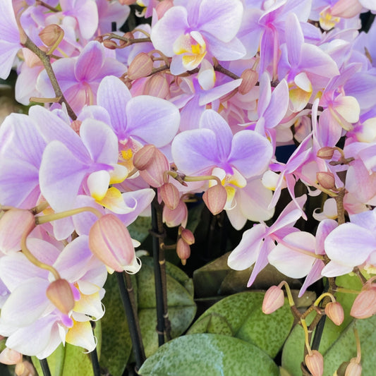 Moth Orchid (Phalaenopsis amabilis)-- Digital Downloadable & Printable